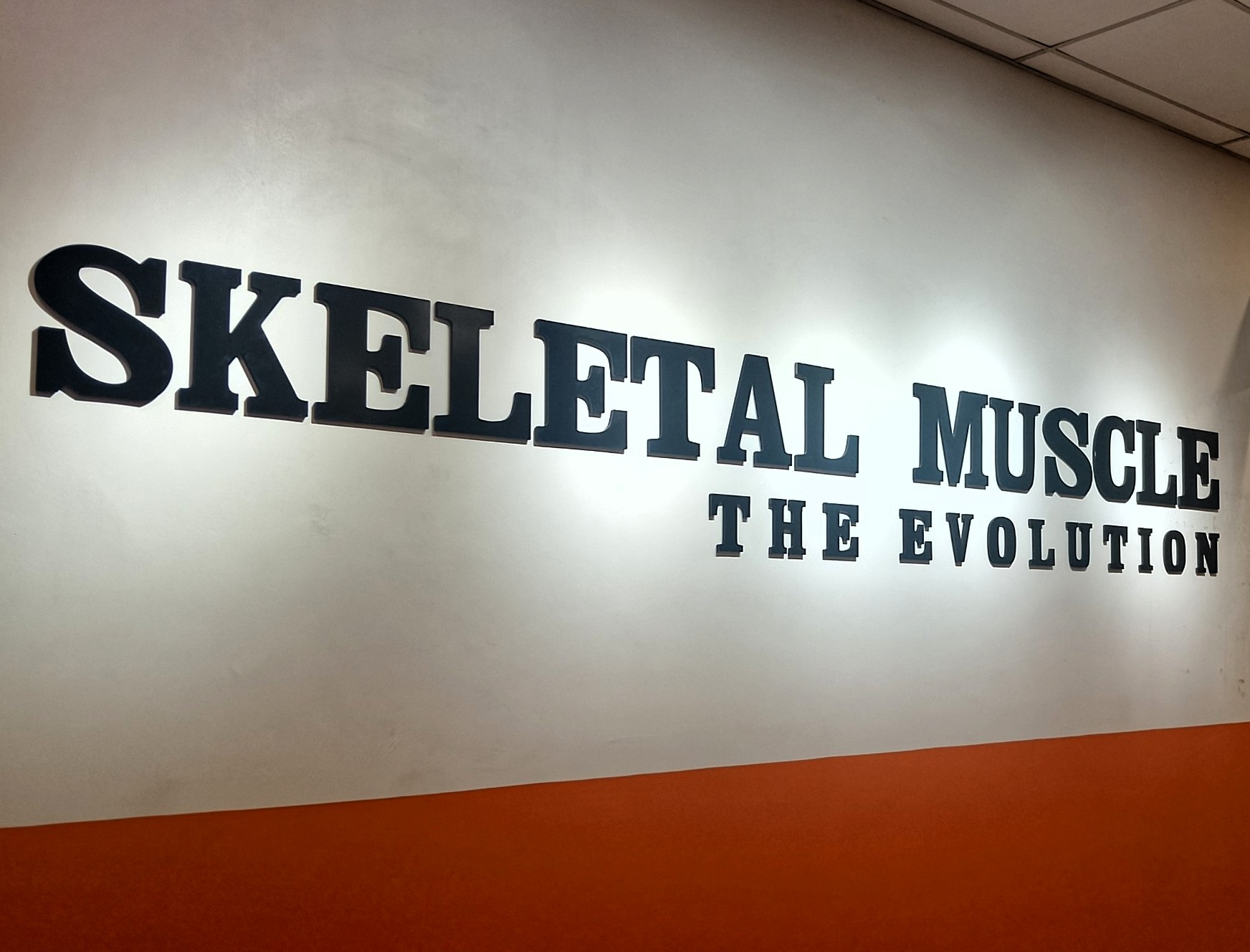 Skeletal Muscle Thumbnail
