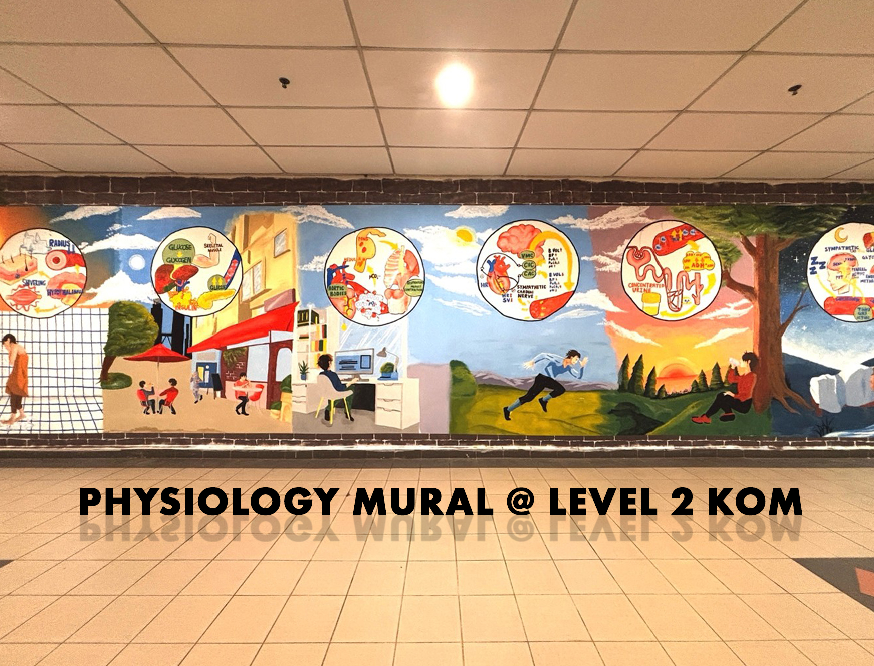 Physiology Mural Project